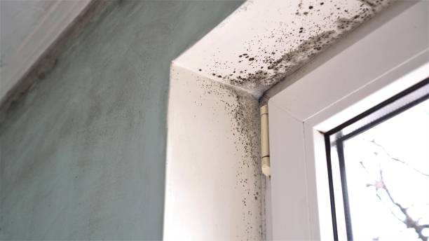 Best Mold Damage Restoration  in Clayton, AL