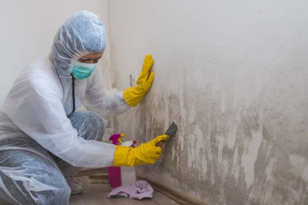 Best Asbestos and Lead Testing During Mold Inspection  in Clayton, AL