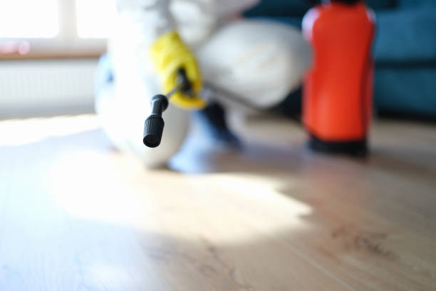 Best Black Mold Removal  in Clayton, AL