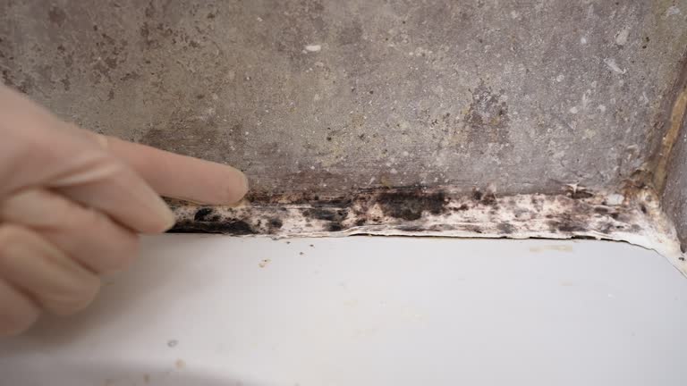 Best Emergency Mold Remediation  in Clayton, AL